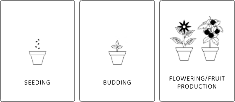 Seeding, budding and flowering/fruit production