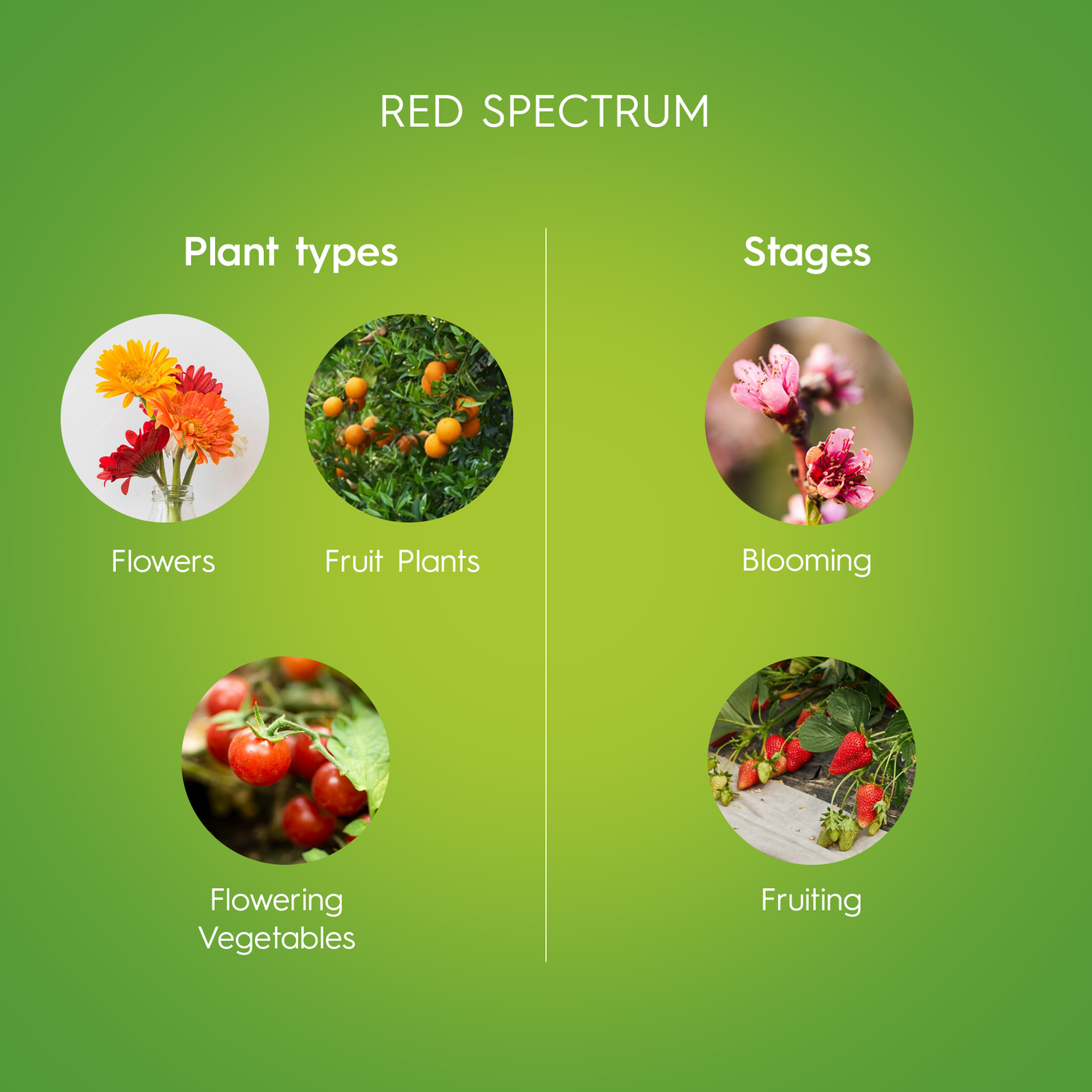 GE LED Grow Lights for Fruits & Flowers PAR38 Bulbs (1Pack)