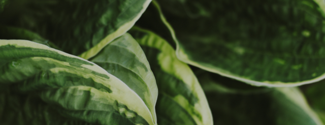 GE Grow LED