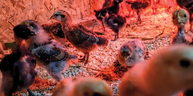 Chicks