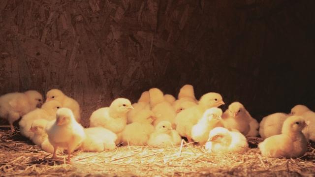 Chicks